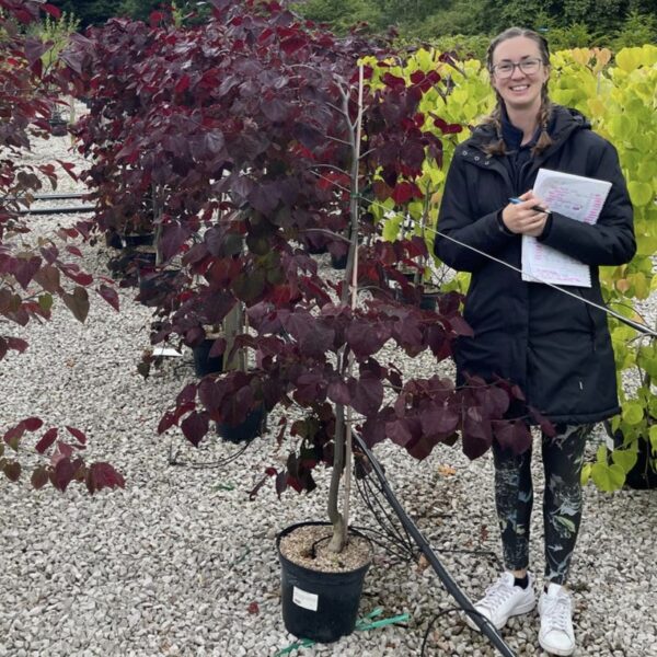 Церцис канадський 'Рубі Фолс' / Cercis canadensis 'Ruby Falls'/ С15, Н150-175см