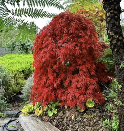 Клен японський Оранжеола / Acer palmatum Orangeola