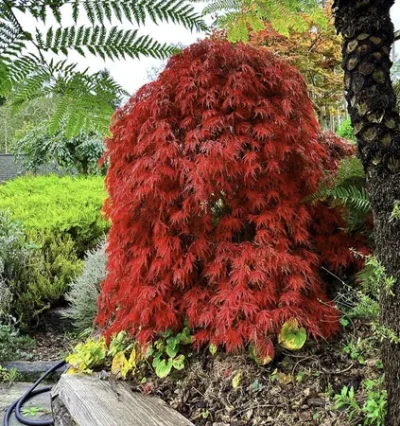 Клен японський Оранжеола / Acer palmatum Orangeola