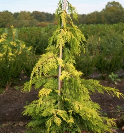 Кипарисовик нутканськийй 'GoldenWaterfall' 