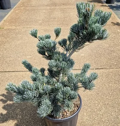 Сосна японська Шунс Бонсай / Pinus parv. 'Schoon's Bonsai'