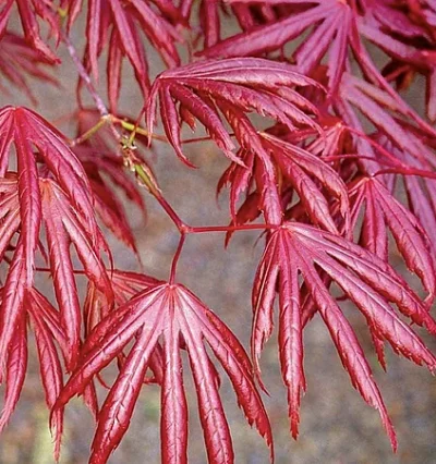 Клен японський Тромпенбург / Acer pal. 'Trompenburg'