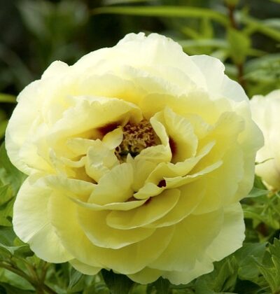 Півонія деревовидна Жовта / Paeonia suffr. yellow