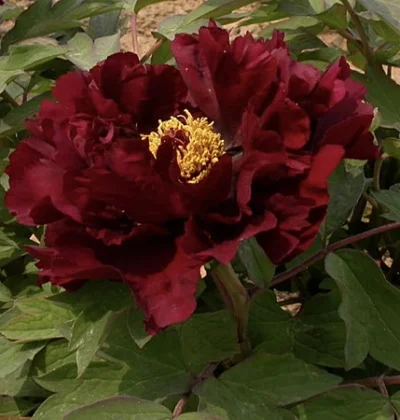 Півонія деревовидна Блек / Paeonia suffr. Black