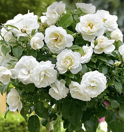 Троянда на штамбі Шопен / Chopin