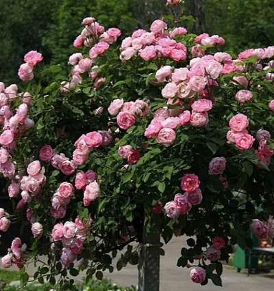 Троянда на штамбі Боніка / Bonica