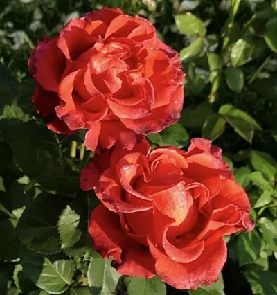 Троянда на штамбі Ель Торо