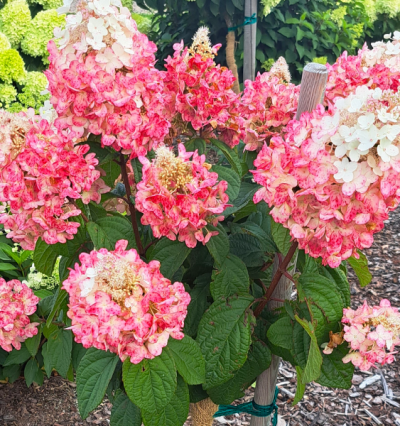 Гортензія Петіт Лантерн