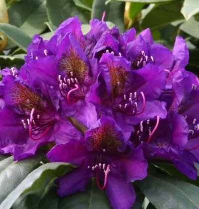 Рододендрон Марсель Менард / Rhododendron 'Marcel Menard'