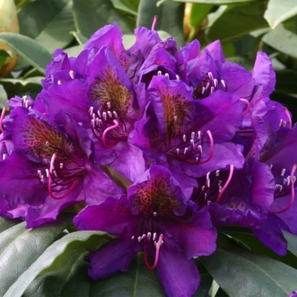 Рододендрон Марсель Менард / Rhododendron 'Marcel Menard'