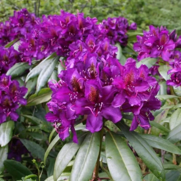 Рододендрон Марсель Менард / Rhododendron 'Marcel Menard'