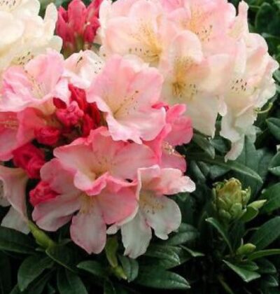 Рододендрон Персі Вісеман / Rhododendron 'Percy Wiseman'