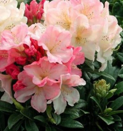 Рододендрон Персі Вісеман / Rhododendron 'Percy Wiseman'