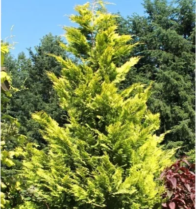 Chamaecyparis lawsoniana Ivonne