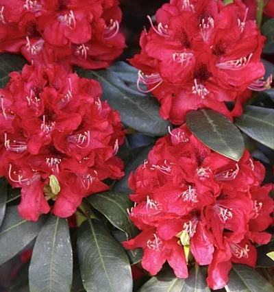 Рододендрон Карл Науе