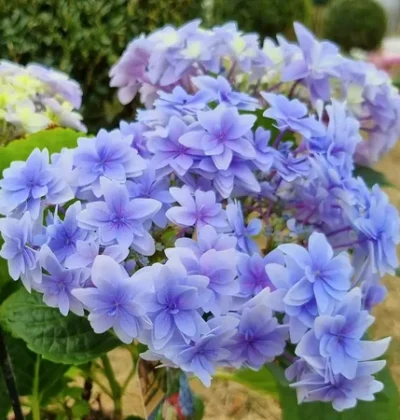 Гортензія Флорія / Hydrangea macrofila Floria