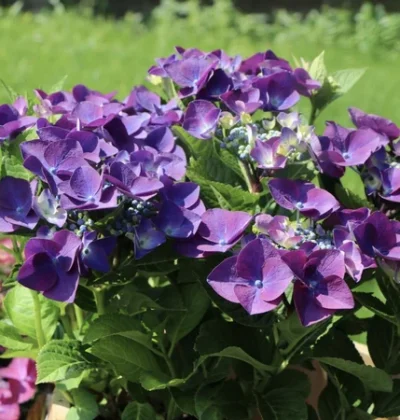 Гортензія Фрісбі Хот / Hydrangea macrophylla 'Frisbee Hot'