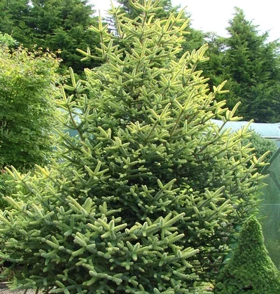 Ялиця іспанська Ауреа /Abies pinsapo Aurea