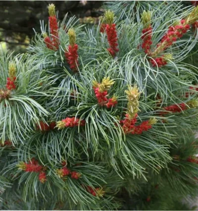 Сосна японська Бергман/ Pinus parv. 'Bergman' 