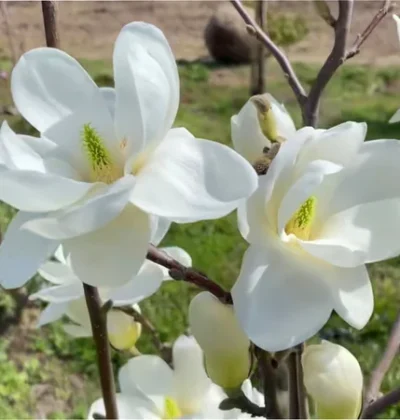 Магнолія Нефрітова Лампа / Magnolia Jade Lamp