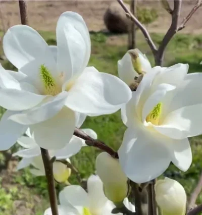 Магнолія Нефрітова Лампа / Magnolia Jade Lamp