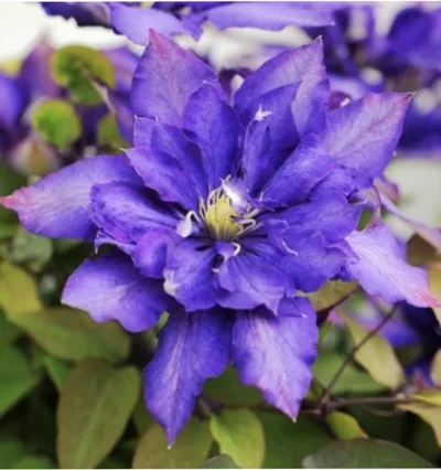 клематис Floral Dance