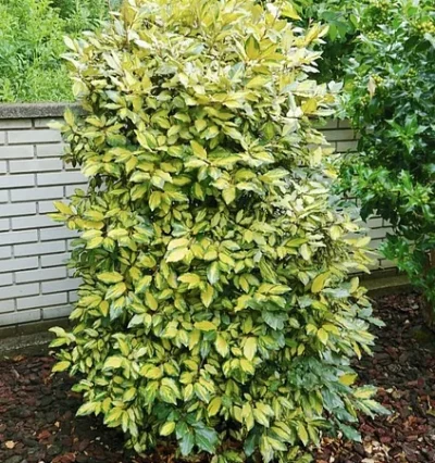 Вічнозелений Елейгнус Лаймлайт / Elaeagnus ebb. 'Limelight'