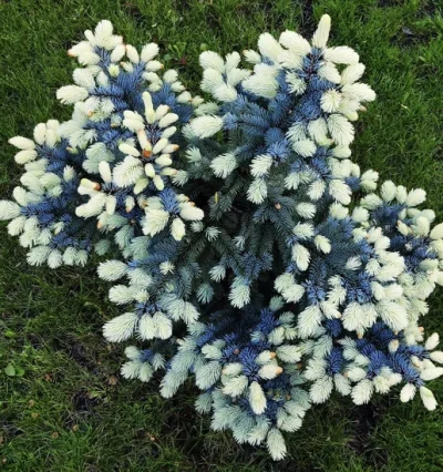 Ялина Біалобок, Picea pungens Bialobok