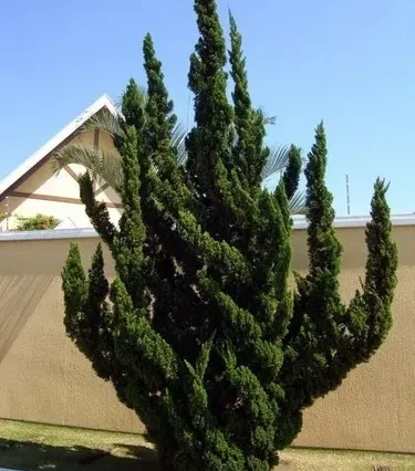 Ялівець китайський Kaizuka