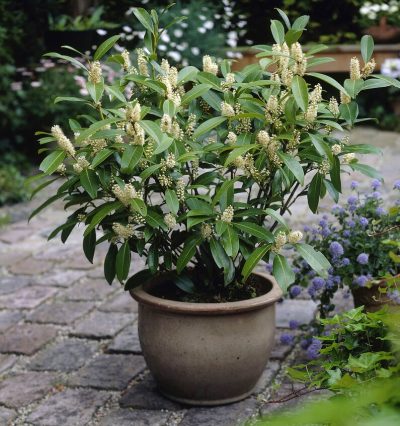 Лавровишня Хербергі / Prunus laurocerasus "Herbergii".
