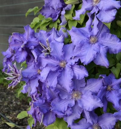 Клематис 'Baltic Waves'