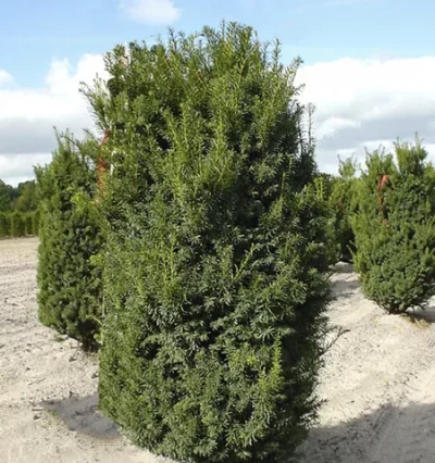 Тис середній Хіллі / Taxus media 'Hillii'