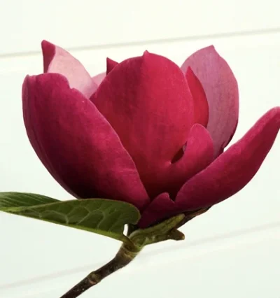 Магнолія Ред Смайл / Magnolia Red Smile