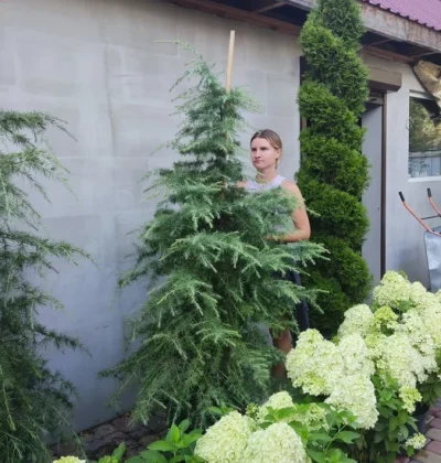 Кедр гімалайський