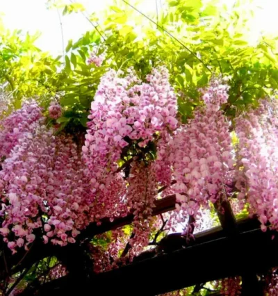 Wisteria flor. 'Rosea'