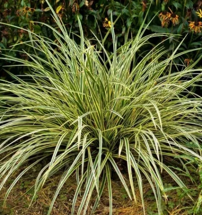 Осока Голдбанд / Carex morrowii Goldband