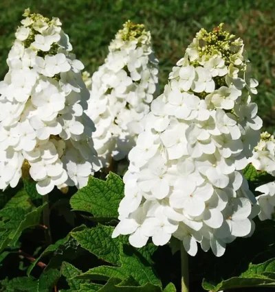 Гортензія дуболиста 'Сноу Квін'