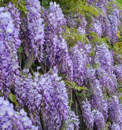Гліцинія Рясноквітуча / Wisteria sinensis 'Prolific'