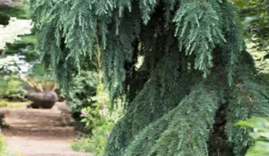 Кедр гімалайський "Філін Блю"