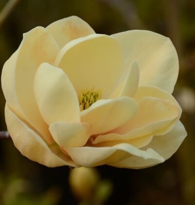 Магнолія Хані Тюліп / Honey Tulip