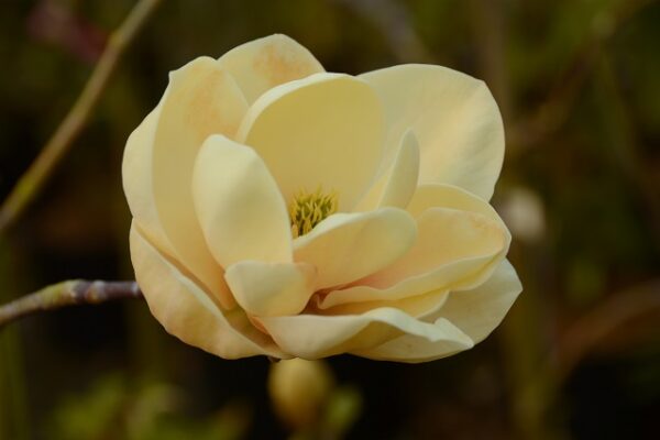 Магнолія Хані Тюліп / Honey Tulip