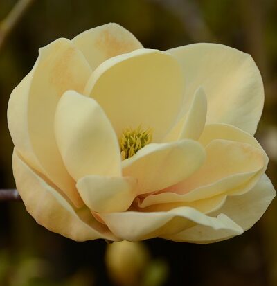 Магнолія Хані Тюліп / Honey Tulip