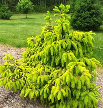 Ялина Акрокона Голден / Picea abies Acrocona Golden