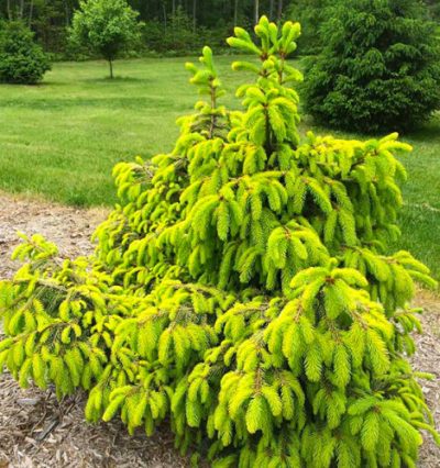 Ялина Акрокона Голден / Picea abies Acrocona Golden