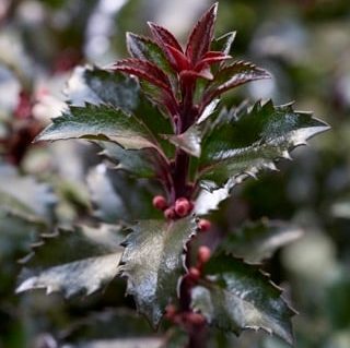 Падуб мезерва Джентл/ Ilex meserveae Gentle ('Annys Dwarf'PBR)