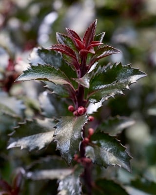 Падуб мезерва Джентл/ Ilex meserveae Gentle ('Annys Dwarf'PBR)
