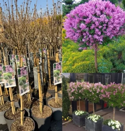 Бузок майєра Пабілін /Syringa meyeri 'Palibin'
