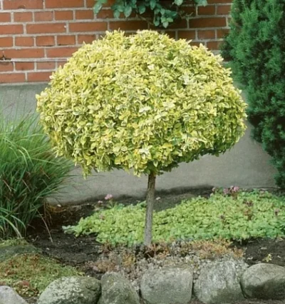 Бересклет на штамбі