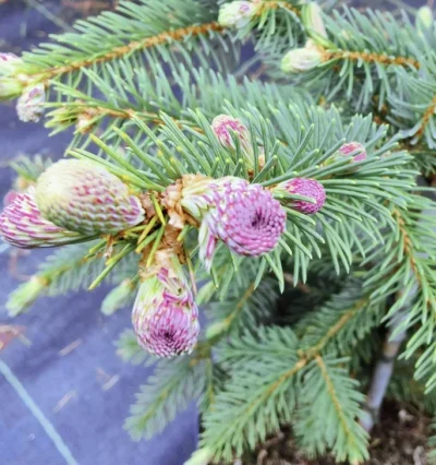 Ялина драконова Спрінг Ред. (Picea asperata Spring Red)