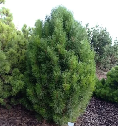 Сосна чорна Кляйнер Турм / Pinus Kleiner Turm